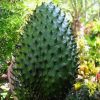 jual bibit tanaman buah sirsak ratu dwarf Morowali