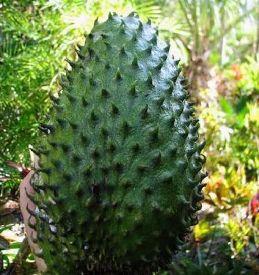 jual bibit tanaman buah sirsak ratu dwarf Morowali