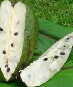 jual bibit tanaman buah sirsak ratu dwarf Purwakarta