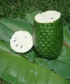 jual bibit tanaman buah sirsak ratu dwarf Sekadau