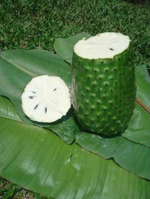 jual bibit tanaman buah sirsak ratu dwarf Sekadau