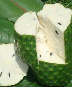 jual bibit tanaman buah sirsak ratu dwarf Toraja Utara