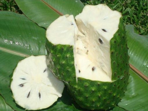 jual bibit tanaman buah sirsak ratu dwarf Toraja Utara