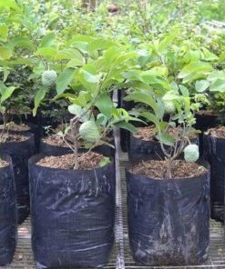 jual bibit tanaman buah srikaya jumbo australia okulasi cepat berbuah unggul Kepulauan Seribu