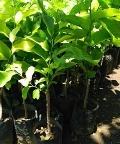 jual bibit tanaman buah srikaya jumbo Gorontalo