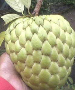 jual bibit tanaman buah srikaya jumbo varietas baru Palu