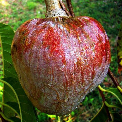 jual bibit tanaman buah srikaya san pablo Tanjung Jabung Timur
