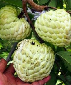 jual bibit tanaman buah srikaya tanpa biji Toraja Utara