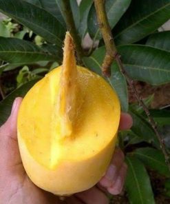 jual bibit tanaman buah tambulapot mangga chokanan hasil okulasi Surakarta