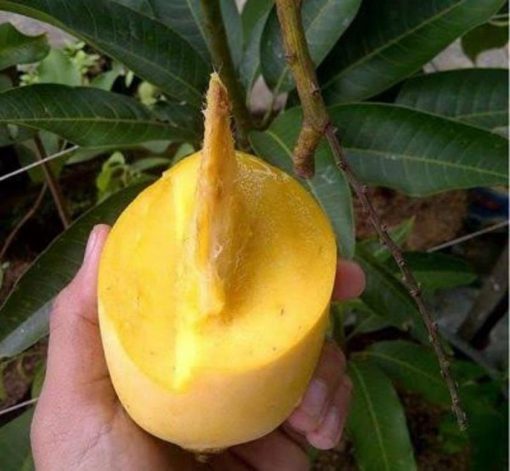 jual bibit tanaman buah tambulapot mangga chokanan hasil okulasi Surakarta