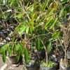 jual bibit tanaman durian duri hitam okulasi unggul Ende