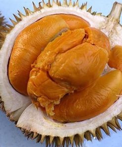 jual bibit tanaman durian montong Aceh Tengah