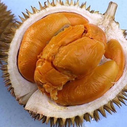 jual bibit tanaman durian montong Aceh Tengah