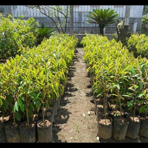 jual bibit tanaman durian montong super monthong Banyuasin