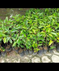 jual bibit tanaman durian montong super monthong Kutai Kertanegara