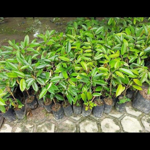 jual bibit tanaman durian montong super monthong Kutai Kertanegara