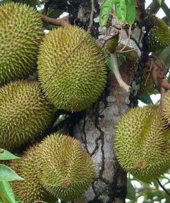 jual bibit tanaman durian musangking kaki 3 siap berbuah Simeulue