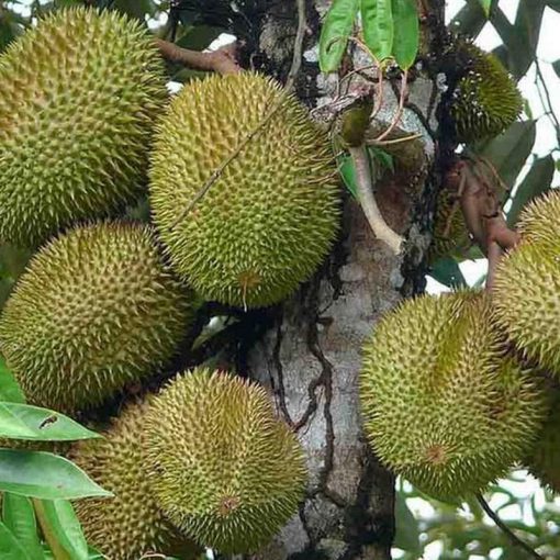 jual bibit tanaman durian musangking kaki 3 siap berbuah Simeulue