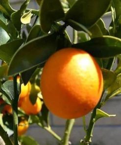 jual bibit tanaman jeruk tongheng jepang Buru