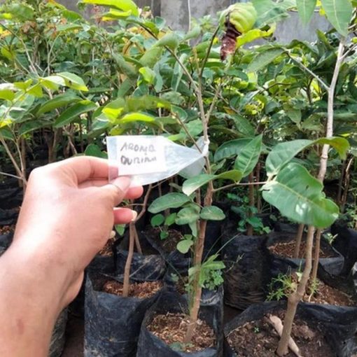 jual bibit tanaman kelengkeng aroma durian asli hasil okulasi Siak