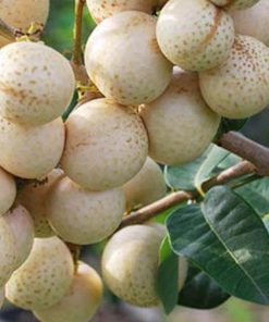jual bibit tanaman kelengkeng aroma durian super Gowa