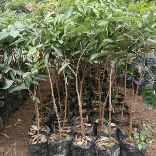 jual bibit tanaman kelengkeng aroma durian super Samarinda