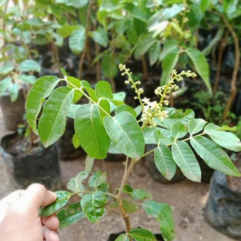 Gambar Produk jual bibit tanaman kelengkeng berbunga stok terbatas Flores Timur