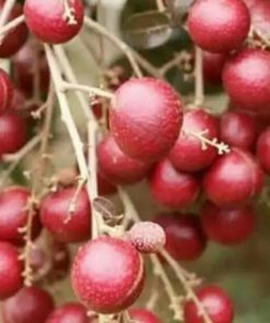 jual bibit tanaman kelengkeng merah berbunga super genjah lengkeng cocok untuk tabulampot Bojonegoro