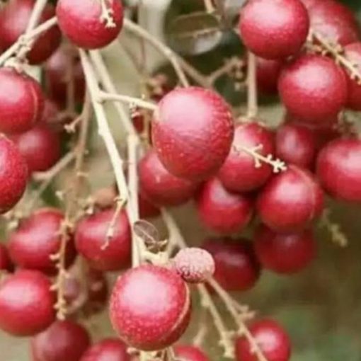 jual bibit tanaman kelengkeng merah berbunga super genjah lengkeng cocok untuk tabulampot Bojonegoro