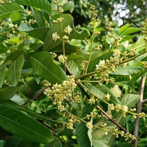 jual bibit tanaman kelengkeng merah diamond aroma durian Mesuji