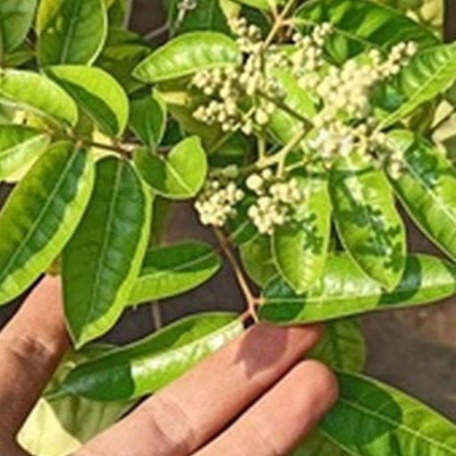 jual bibit tanaman kelengkeng merah diamond aroma durian Sanggau
