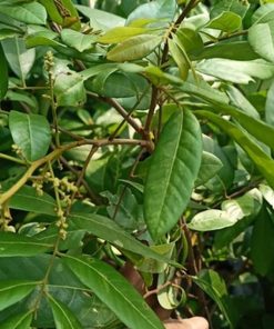 jual bibit tanaman kelengkeng merah diamond aroma durian Teluk Bintuni
