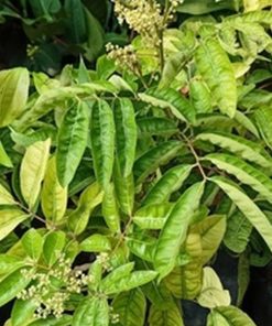 jual bibit tanaman kelengkeng merah diamond aroma durian Tidore Kepulauan