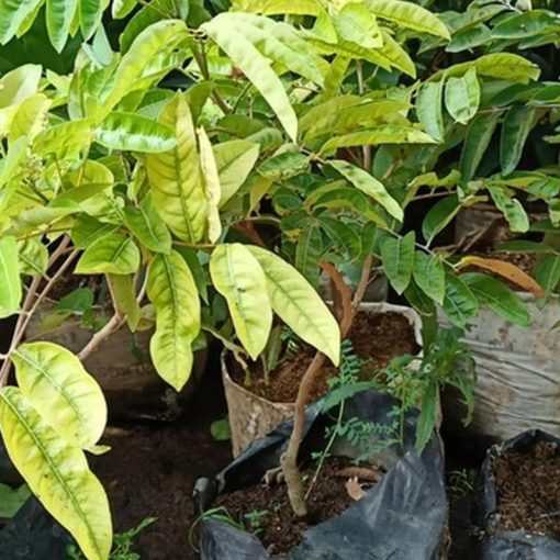 jual bibit tanaman kelengkeng merah diamond aroma durian Tolikara