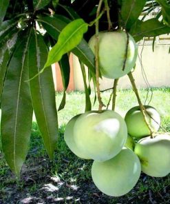 jual bibit tanaman mangga apel hasil okulasi siap berbuah Mamuju