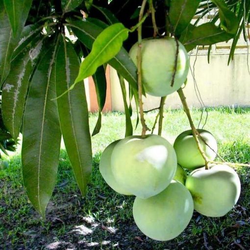 jual bibit tanaman mangga apel hasil okulasi siap berbuah Mamuju