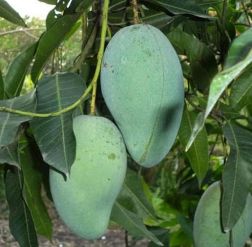 jual bibit tanaman mangga gadung hasil okulasi siap berbuah Aceh Selatan