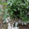 jual bibit tanaman mangga gadung hasil okulasi siap berbuah Tanah Datar