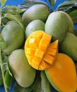 jual bibit tanaman mangga harum manis Nias Selatan