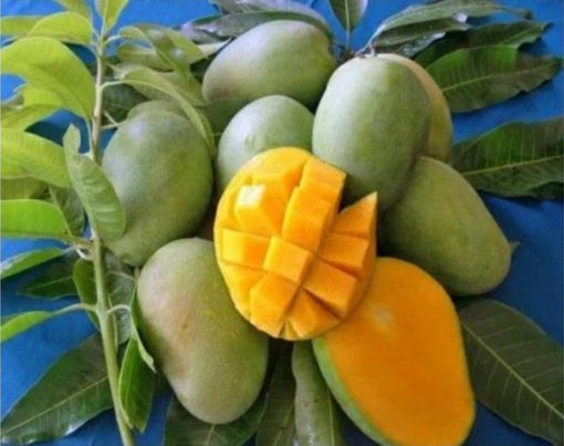 jual bibit tanaman mangga harum manis Nias Selatan