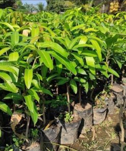 jual bibit tanaman mangga kelapa hasil okulasi dan bisa ditempat Lamongan