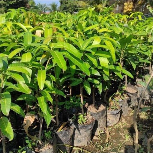 jual bibit tanaman mangga kelapa hasil okulasi dan bisa ditempat Lamongan