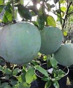 jual bibit tanaman mangga kelapa hasil okulasi dan bisa ditempat Madiun