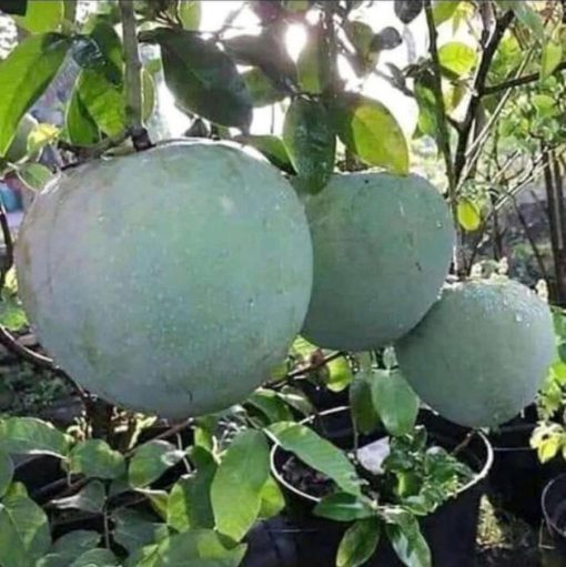 jual bibit tanaman mangga kelapa hasil okulasi dan bisa ditempat Madiun