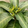 jual bibit tanaman mangga kiojay hasil okulasi Gunungsitoli