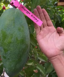 jual bibit tanaman mangga kiojay hasil okulasi Pidie Jaya