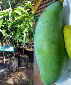 jual bibit tanaman mangga mahatir jumbo hasil stek okulasi cepat berbuah Padang