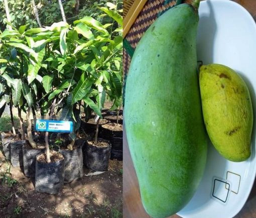 jual bibit tanaman mangga mahatir jumbo hasil stek okulasi cepat berbuah Padang