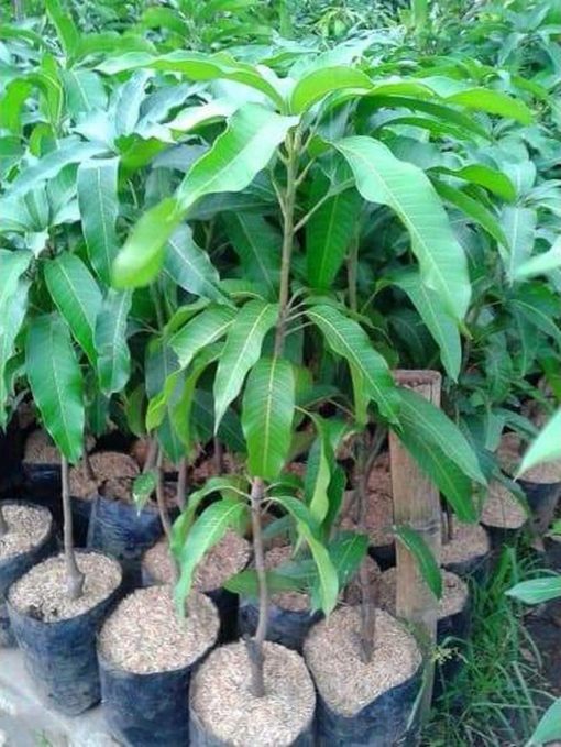 jual bibit tanaman mangga mahatir jumbo hasil stek okulasi cepat berbuah Sidenreng Rappang