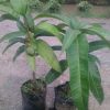 jual bibit tanaman mangga yuwen hasil okulasi siap berbuah Kapuas